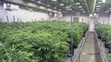 A cannabis cultivation facility. (WTTW News)
