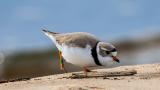 A piping plover on Waukegan Beach in 2018. (Ethan Ellis / Flickr)
