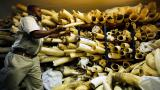 A Zimbabwe National Parks official inspects some of the elephant tusks during a tour of ivory stockpiles in Harare, May, 16, 2022. (AP Photo / Tsvangirayi Mukwazhi, File)