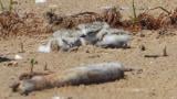 Newly hatched piping plover chicks at Montrose Beach, June 16, 2026. (Courtesy of Chicago Piping Plovers)