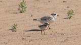 Plover parent and chick. (Courtesy of Susan Szeszol)