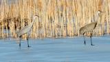 Sandhill cranes. (U.S. Fish and Wildlife Service Midwest Region)
