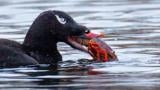 A white-winged scoter dined out on invasive red swamp crayfish in River Park, on the North Branch of the Chicago River, in early February. (Courtesy of Mike McCawley)