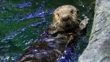 Say hello to Seldovia, Shedd Aquarium’s rescued otter pup. (Heidi Zeiger / Shedd Aquarium)