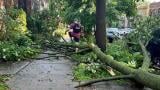 Fallen trees blocked streets and sidewalks throughout Chicago on Monday, including Lincoln Square seen here, following a pair of storms packing heavy rains and strong winds. (Patty Wetli / WTTW News) 