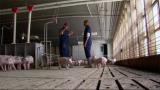 Farm Animal Antibiotics