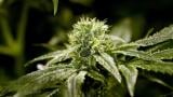 This March 22, 2019 file photo shows a bud on a marijuana plant at Compassionate Care Foundation's medical marijuana dispensary in Egg Harbor Township, New Jersey. (AP Photo / Julio Cortez, File) This March 22, 2019 file photo shows a bud on a marijuana plant at Compassionate Care Foundation's medical marijuana dispensary in Egg Harbor Township, New Jersey. (AP Photo / Julio Cortez, File)