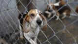Research by the Humane Society of the United States has found that many puppy mills cited by state agencies went on to receive entirely clean inspection reports from the USDA. (Courtesy Humane Society of the United States) Research by the Humane Society of the United States has found that many puppy mills cited by state agencies went on to receive entirely clean inspection reports from the USDA. (Courtesy Humane Society of the United States)
