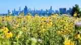 (Chicago Parks Foundation / Facebook) (Chicago Parks Foundation / Facebook)