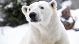 Hudson, a polar bear at Brookfield Zoo (Courtesy Chicago Zoological Society) Hudson, a polar bear at Brookfield Zoo (Courtesy Chicago Zoological Society)