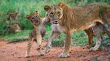 Lion populations have plummeted in Africa since 1950 as a result of habitat loss and poaching. (Courtesy Susan McConnell) Lion populations have plummeted in Africa since 1950 as a result of habitat loss and poaching. (Courtesy Susan McConnell)