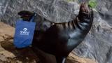(Courtesy Shedd Aquarium) (Courtesy Shedd Aquarium)