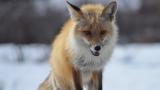 A red fox in Denali National Park and Preserve, Alaska (Katherine Belcher / U.S. National Park Service) A red fox in Denali National Park and Preserve, Alaska (Katherine Belcher / U.S. National Park Service)