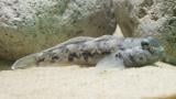 The round goby. (Credit: Shedd Aquarium) The round goby. (Credit: Shedd Aquarium)