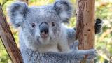 Brumby, a 2-year-old koala, is coming to Brookfield Zoo Chicago. (Courtesy of San Diego Zoo)