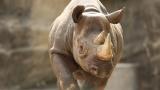 Kapuki, a 13-year-old female eastern black rhinoceros at Lincoln Park Zoo (Courtesy Lincoln Park Zoo) Kapuki, a 13-year-old female eastern black rhinoceros at Lincoln Park Zoo (Courtesy Lincoln Park Zoo)