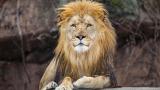 Sahar, Lincoln Park Zoo's 9-year-old male lion, died Sept. 27 while living temporarily at a zoo in Kansas. (Courtesy Lincoln Park Zoo) Sahar, Lincoln Park Zoo's 9-year-old male lion, died Sept. 27 while living temporarily at a zoo in Kansas. (Courtesy Lincoln Park Zoo)
