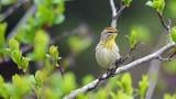 Warblers, like this palm warbler, are among the biggest group of migratory birds crossing Chicago at the moment, as spring migration nears its peak. (U.S Fish and Wildlife Service Midwest Region)