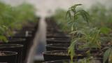 (WTTW News) (WTTW News)