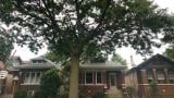 A proposed Urban Forestry Advisory Board would take a more strategic look at one of the city’s unsung resources — its trees. (Patty Wetli / WTTW News) A proposed Urban Forestry Advisory Board would take a more strategic look at one of the city’s unsung resources — its trees. (Patty Wetli / WTTW News)