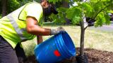 The original Civilian Conservation Corps planted billions of trees. A renewed CCC could do the same. (Openlands / Facebook) The original Civilian Conservation Corps planted billions of trees. A renewed CCC could do the same. (Openlands / Facebook)