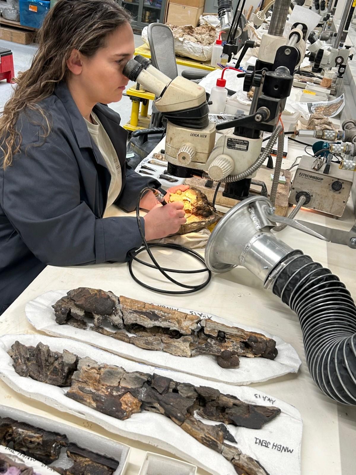 Under magnification at the University of Chicago Fossil Lab, fossil preparator Erin Fitzgerald cleans sediment from the fossilized snout tip of the new species Spinosaurus mirabilis, with other jaw pieces next in line. (Tyler Keillor)