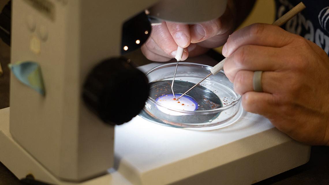 SIU Zoology professor Agustín led students in identifying and processing ticks in April in Carbondale, Illinois. (Riley Sembler) 