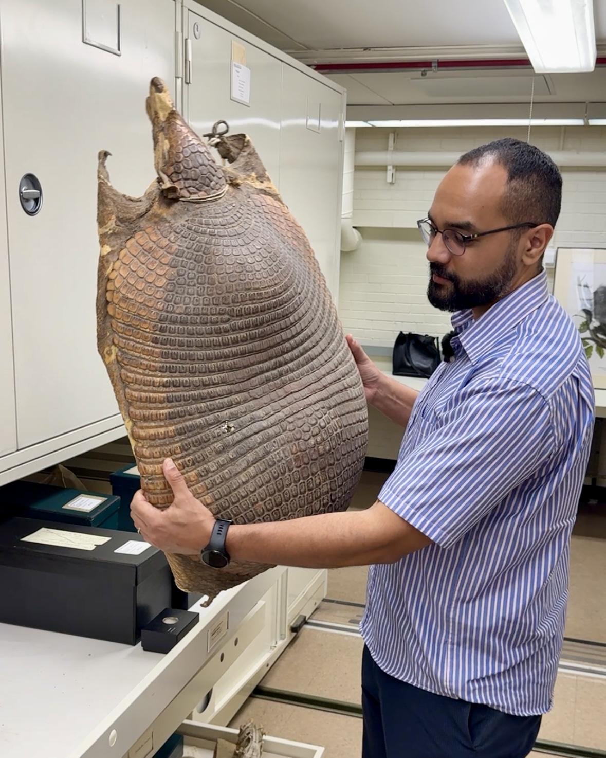 The giant armadillo’s carapace (or shell), held by Anderson Feijó, was historically used as a baby cradle when turned upside-down. (Nicole Cardos / WTTW News)