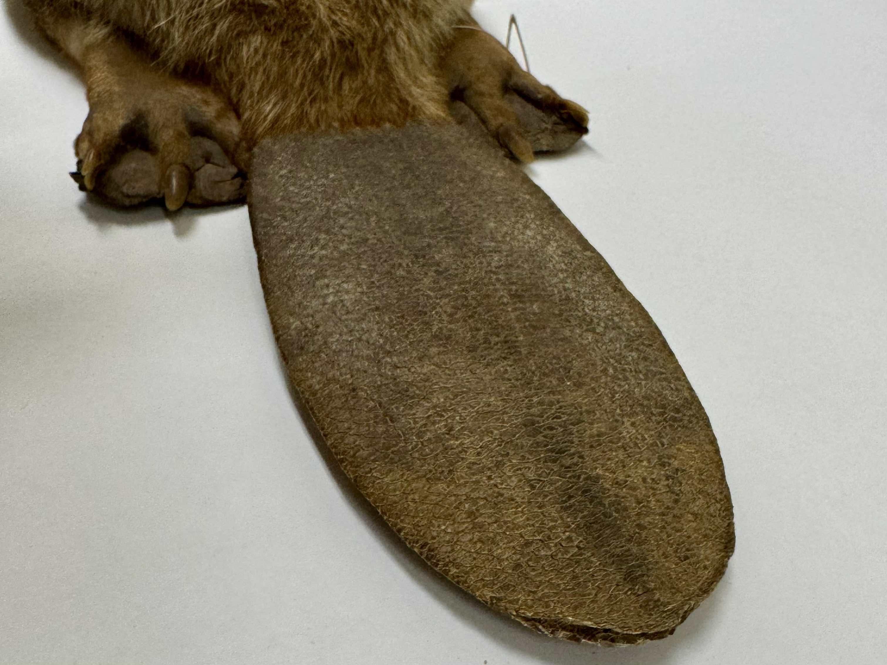 Beavers’ tails are their most iconic physical trait. Mostly consisting of fat, and covered in scales, the tails are used as rudders in the water and for balance on land. Beavers will also slap their tails as a warning signal. (Patty Wetli / WTTW News)