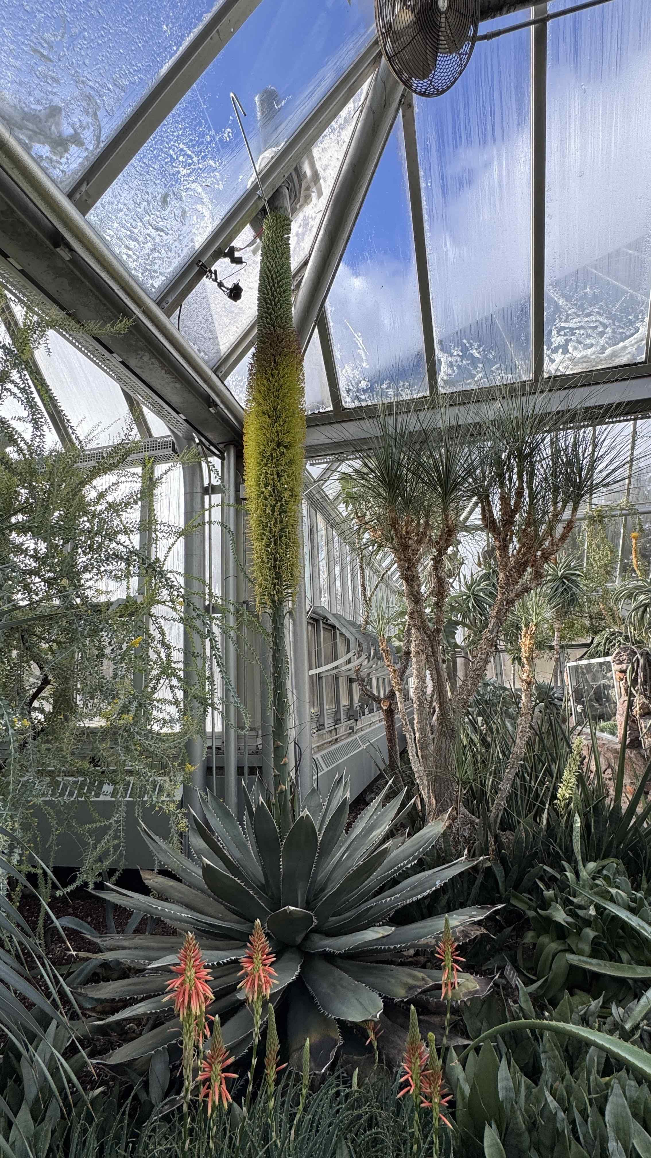 The giant agave stalk “broke” the glass ceiling. This so-called century plant flowers once in its life and then dies. (Patty Wetli / WTTW News)