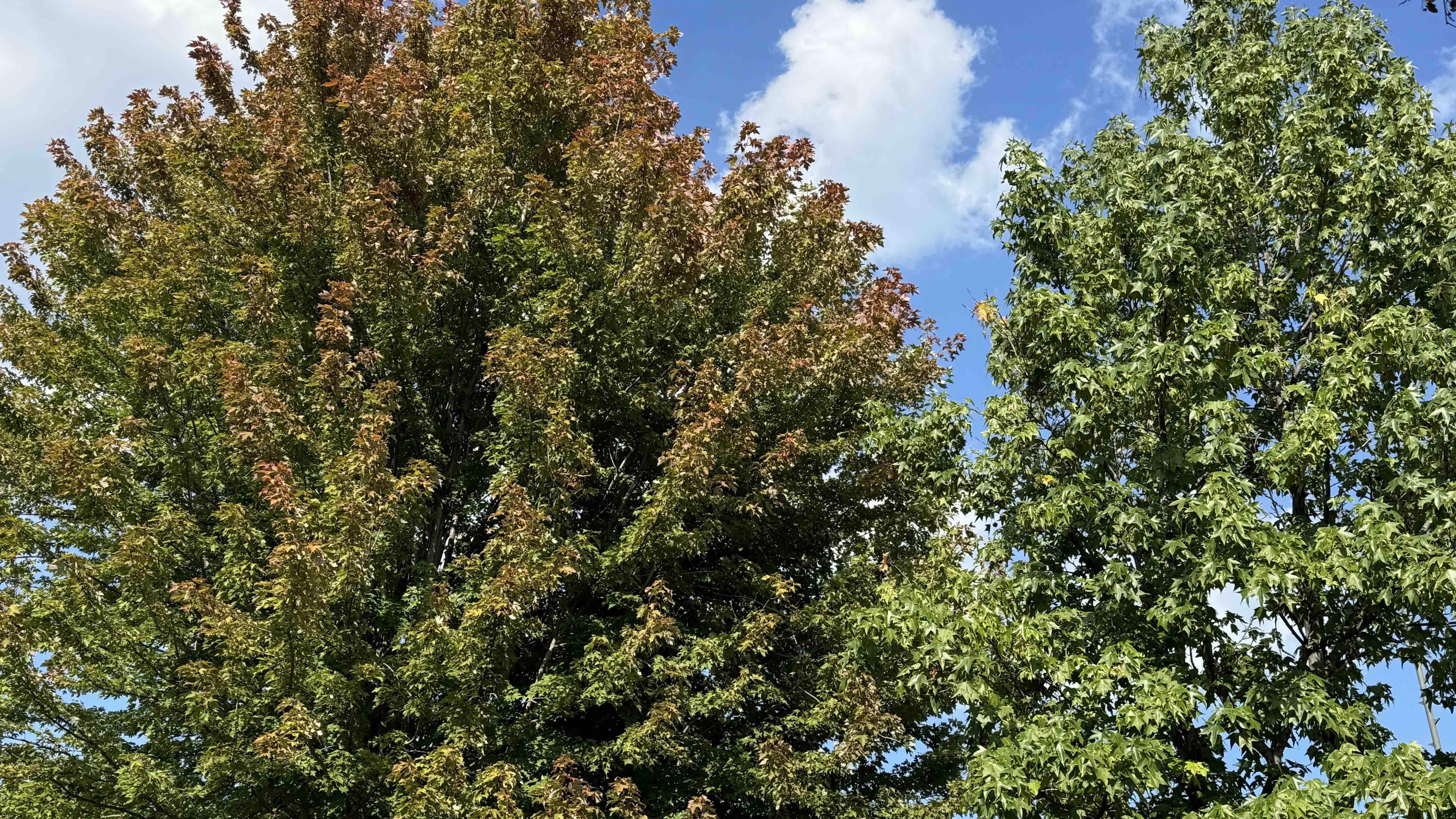 There’s still a lot of green out there in the first week of October, likely due to uncommonly warm temperatures in September. (Patty Wetli / WTTW News)