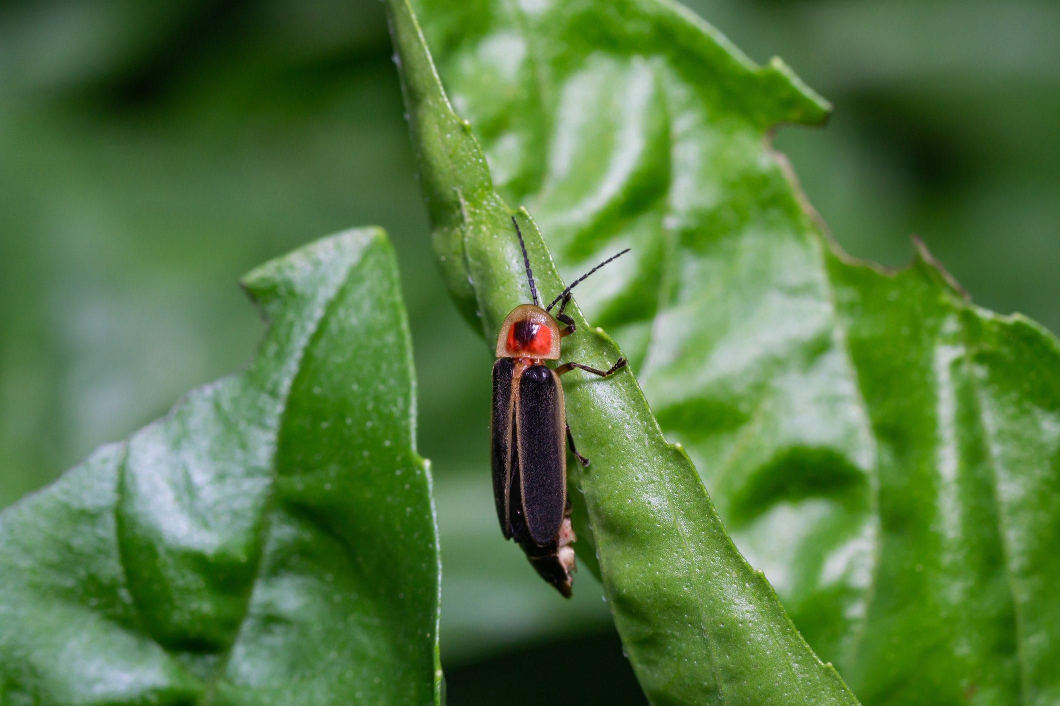 A firefly without its telltale glow could easily travel incognito. (Erik Agar / iStock)