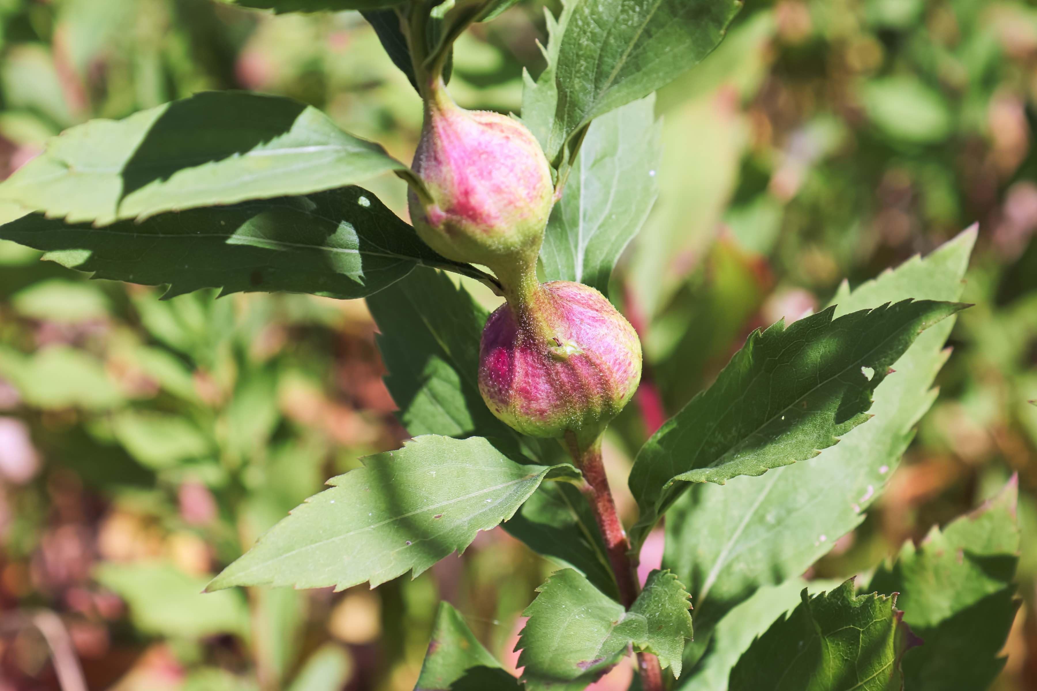 A golf-ball-shaped goldenrod gall. (Akchamczuk / iStock) 