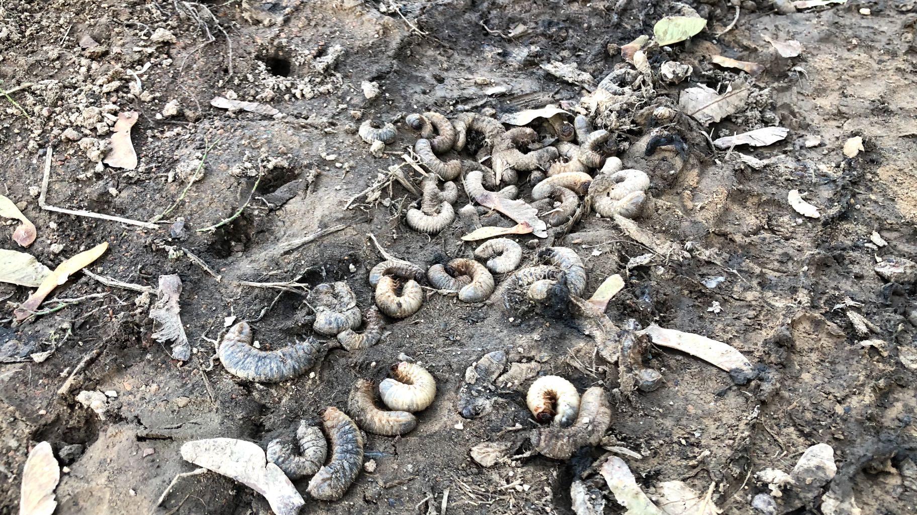 A pile of grubs — among the thousands of larvae that surfaced — in Welles Park in fall 2021. (Patty Wetli / WTTW News)