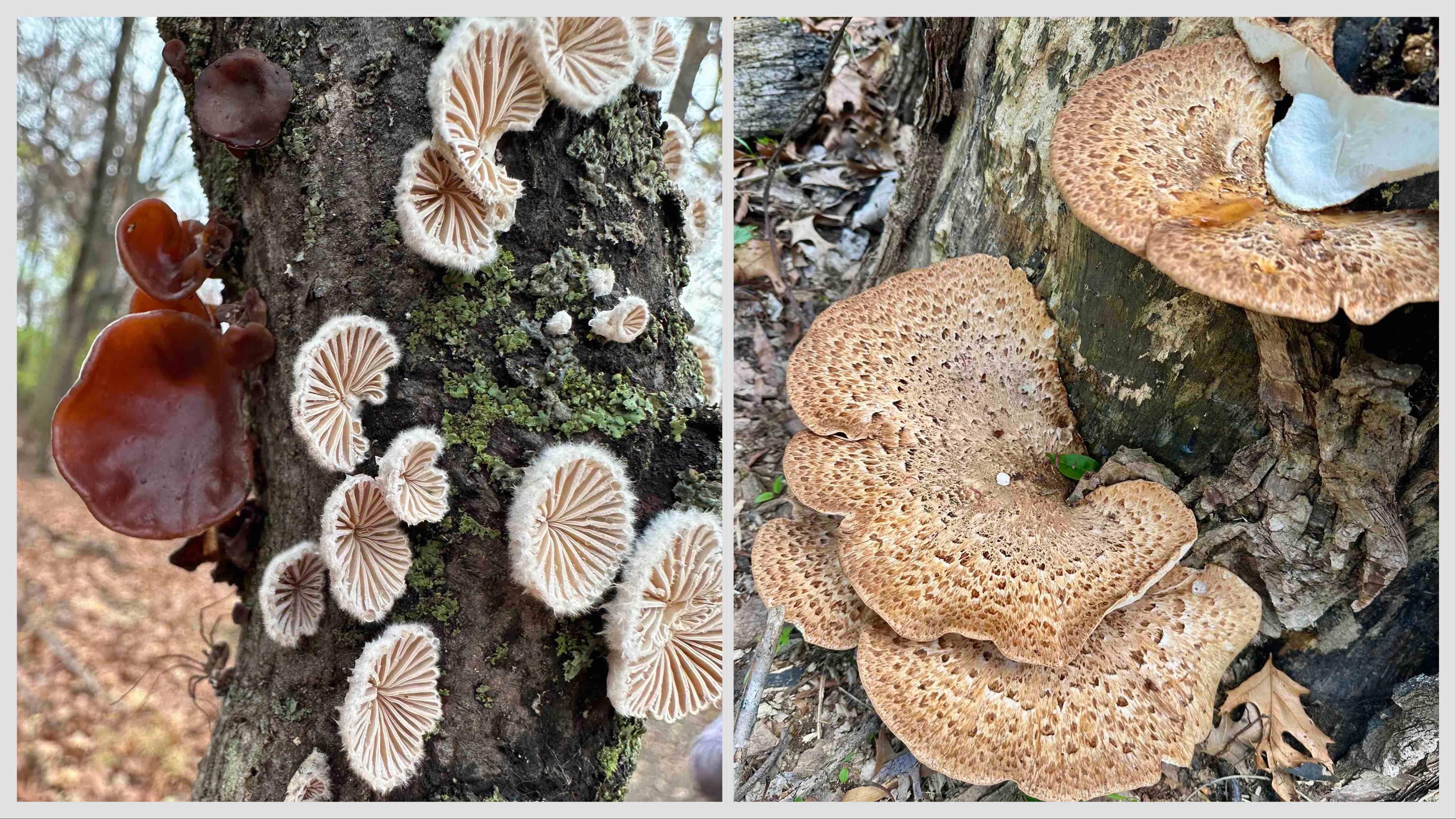 “They’re just fascinating, beautiful, ugly little weirdos,” Liz Weinstein, president of the Illinois Mycological Association, said of her obsession with mushrooms. (Courtesy of Kate Golembiewski)