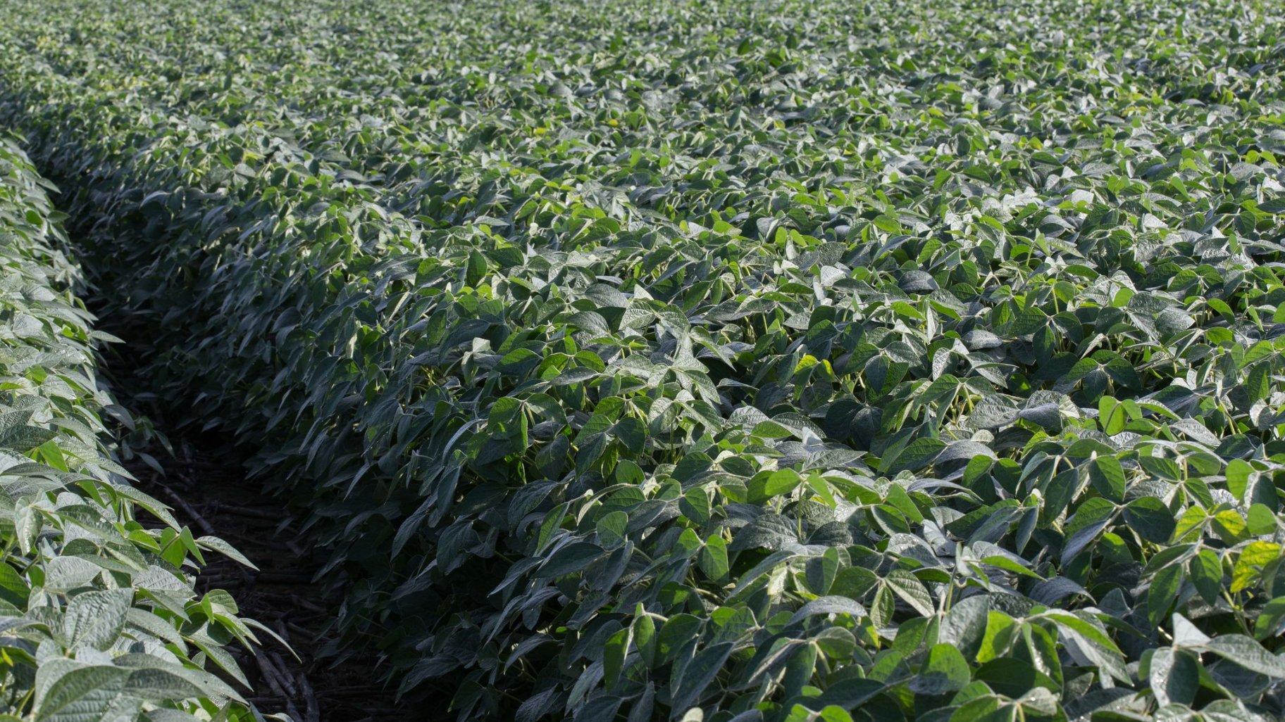 A vibrant field of food-grade soybeans enters the growing season. (United Soybean Board)