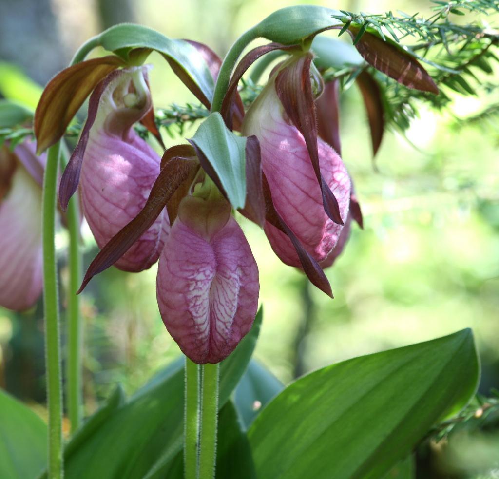 A pink lady slipper orchid. (U.S. Fish and Wildlife Service Northeast)