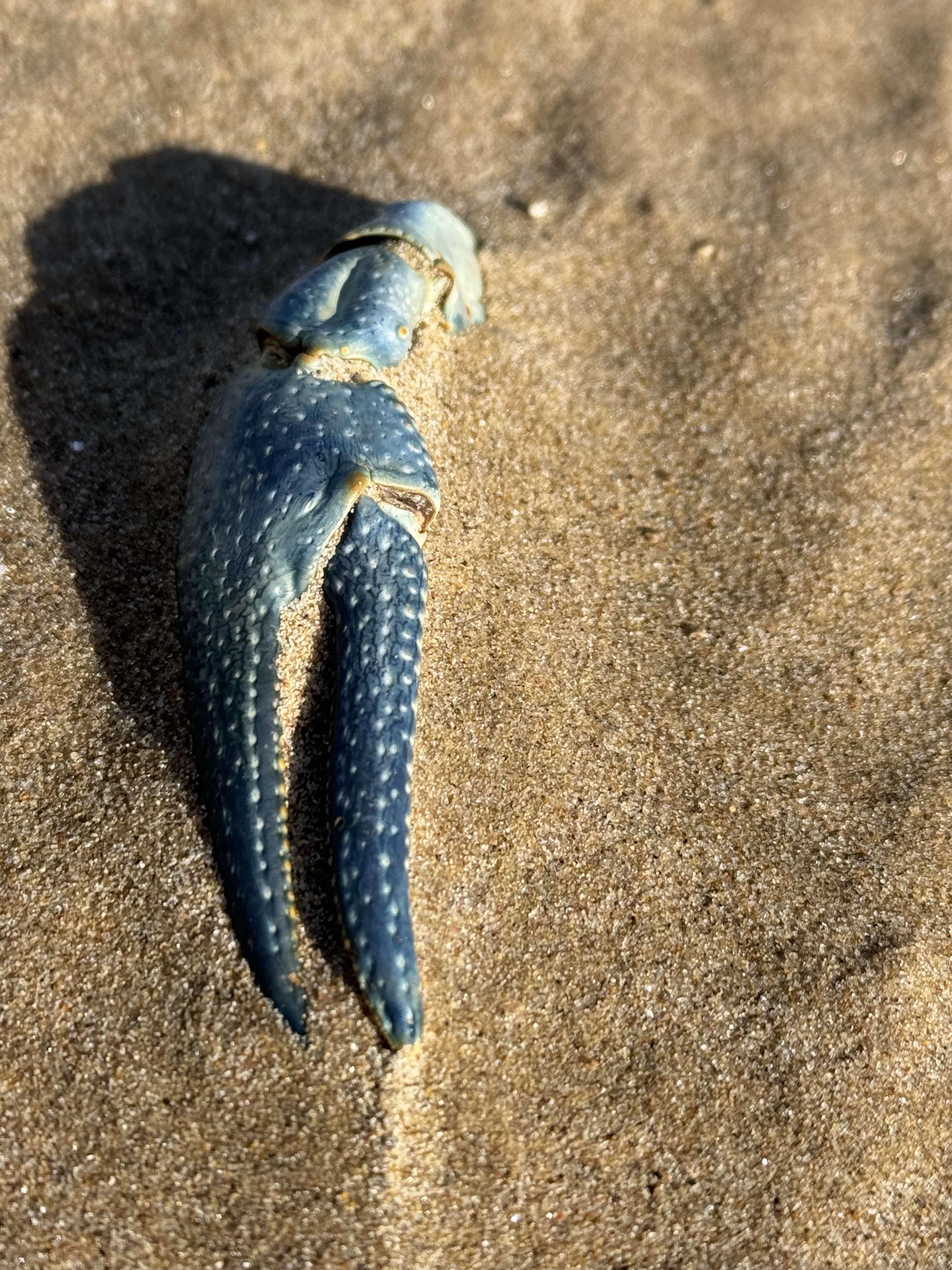 A rusty crayfish claw, seen at Montrose beach in February 2025. Crayfish use their claws (called chelipeds) both to catch prey and to defend themselves. (Patty Wetli / WTTW News)