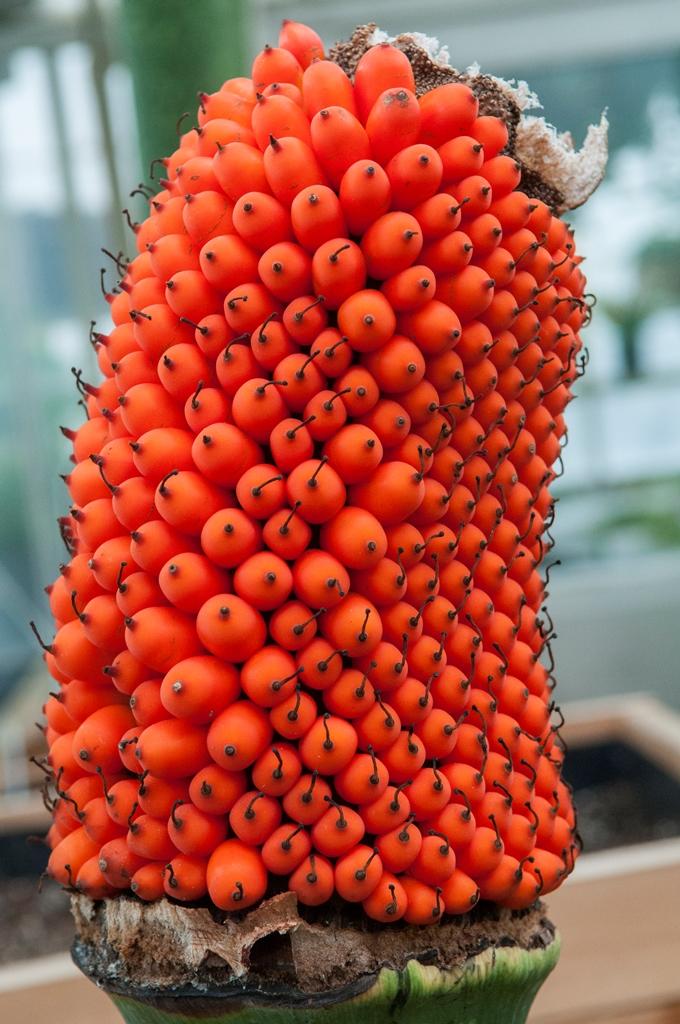 The fruit of the corpse flower (Chicago Botanic Garden)