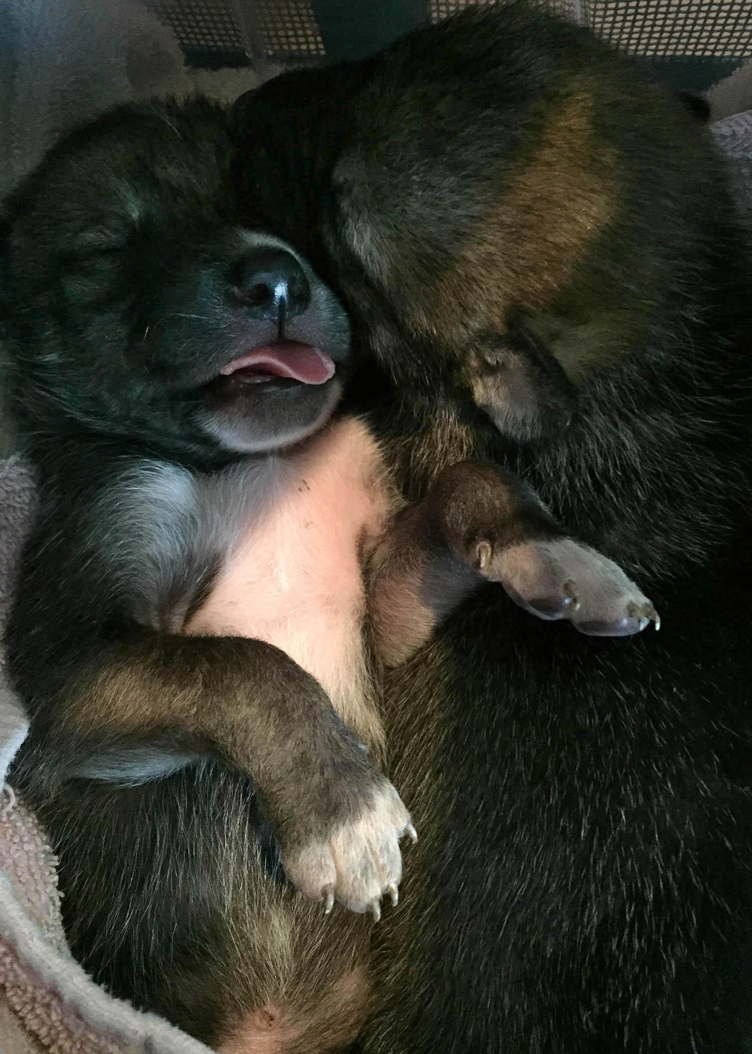 Newborn Gray Wolf Pups