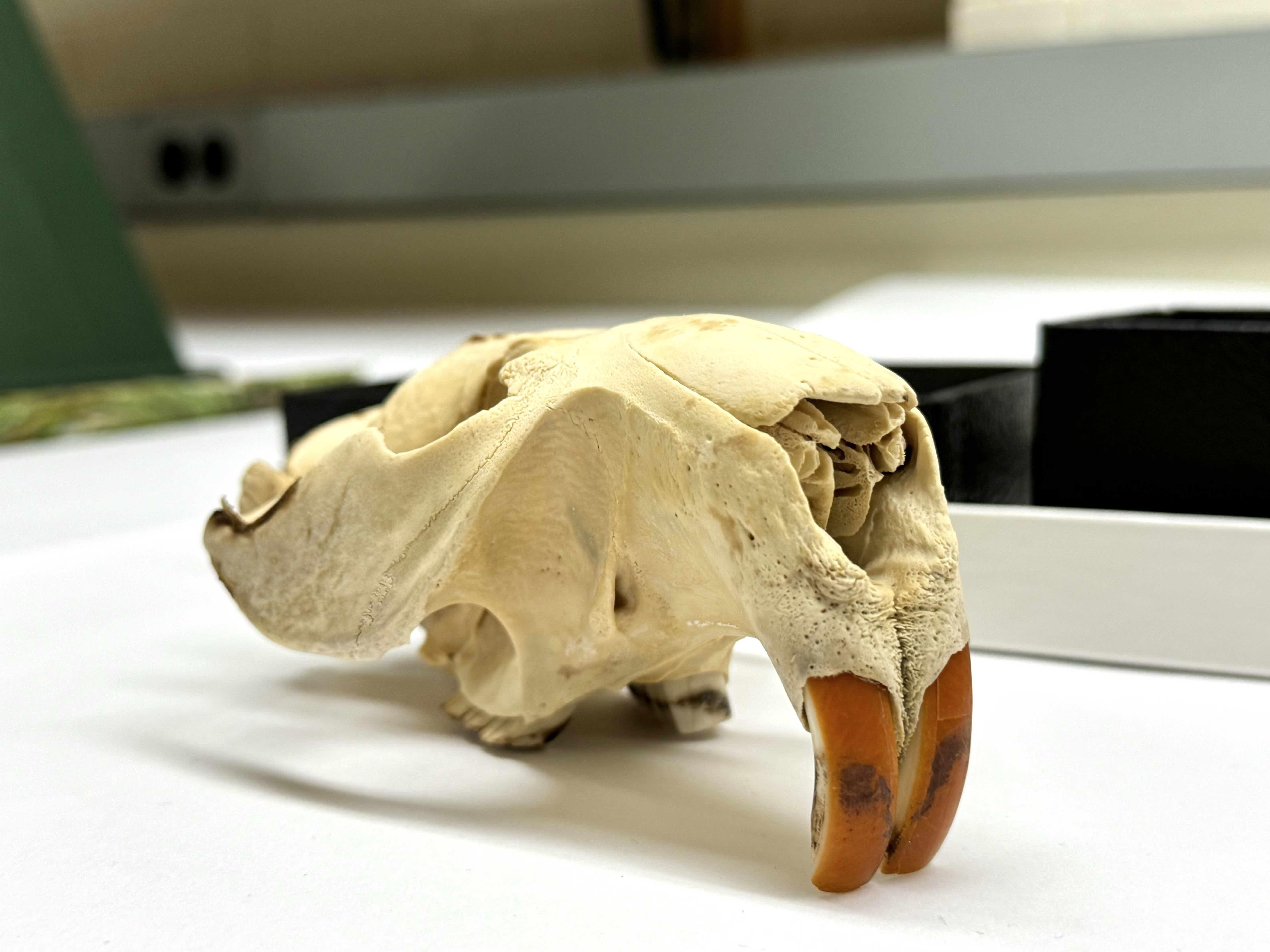 If you’re wondering how beavers can chop wood, check out these incisors. These teeth grow continuously, which is one reason beavers need to gnaw wood — they’re filing their teeth. Fun fact: Beavers have a second set of lips behind these teeth, so that they can dive and drag branches without getting water in their mouth. (Patty Wetli / WTTW News)