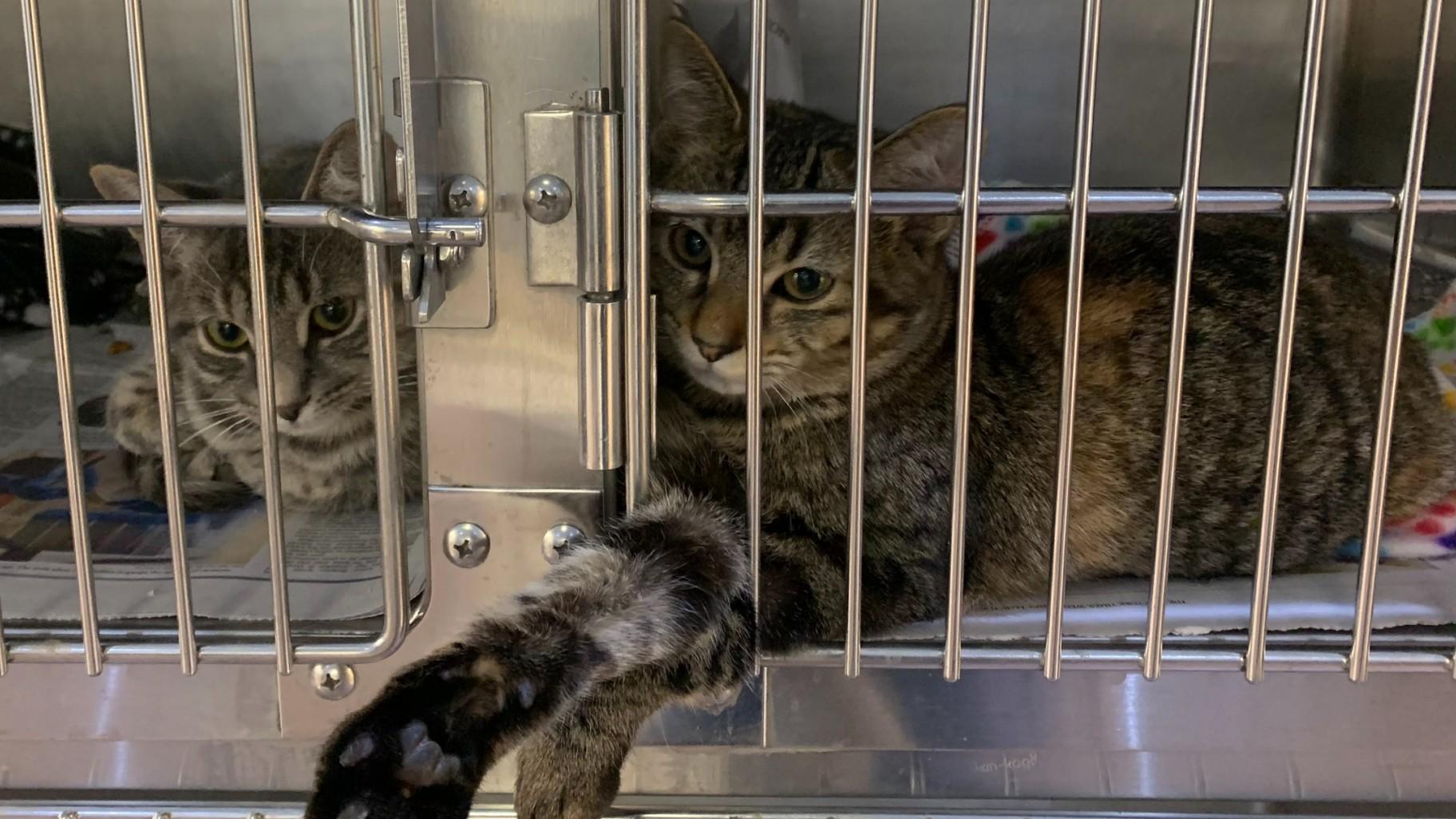 Cats at Chicago Animal Care and Control on May 20, 2024. (Eunice Alpasan / WTTW News)