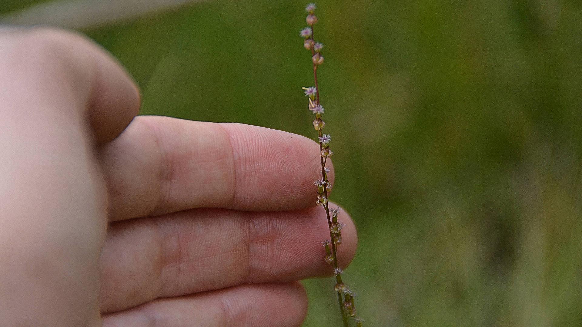 One of the rare, delicate native plants hanging on at Kishwaukee Fen. (Courtesy Friends of Illinois Nature Preserves)
