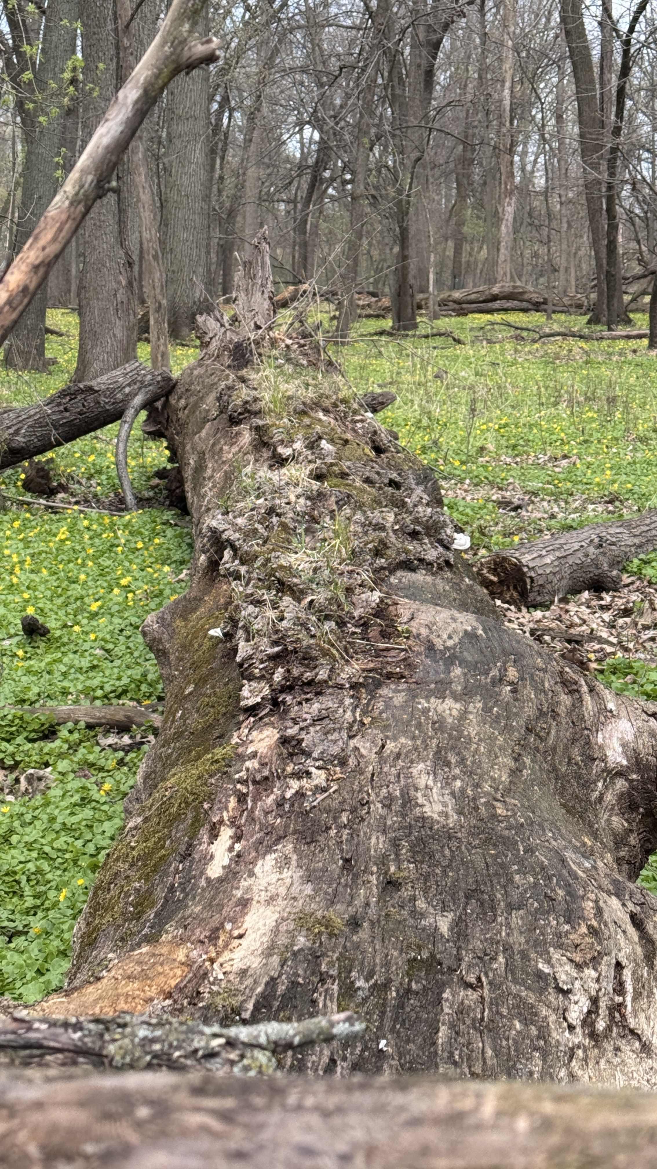 Looking at the forest preserve district with the eye of a forester, Adam Bianchi doesn't see enough young trees to succeed the old ones. (Patty Wetli / WTTW News)