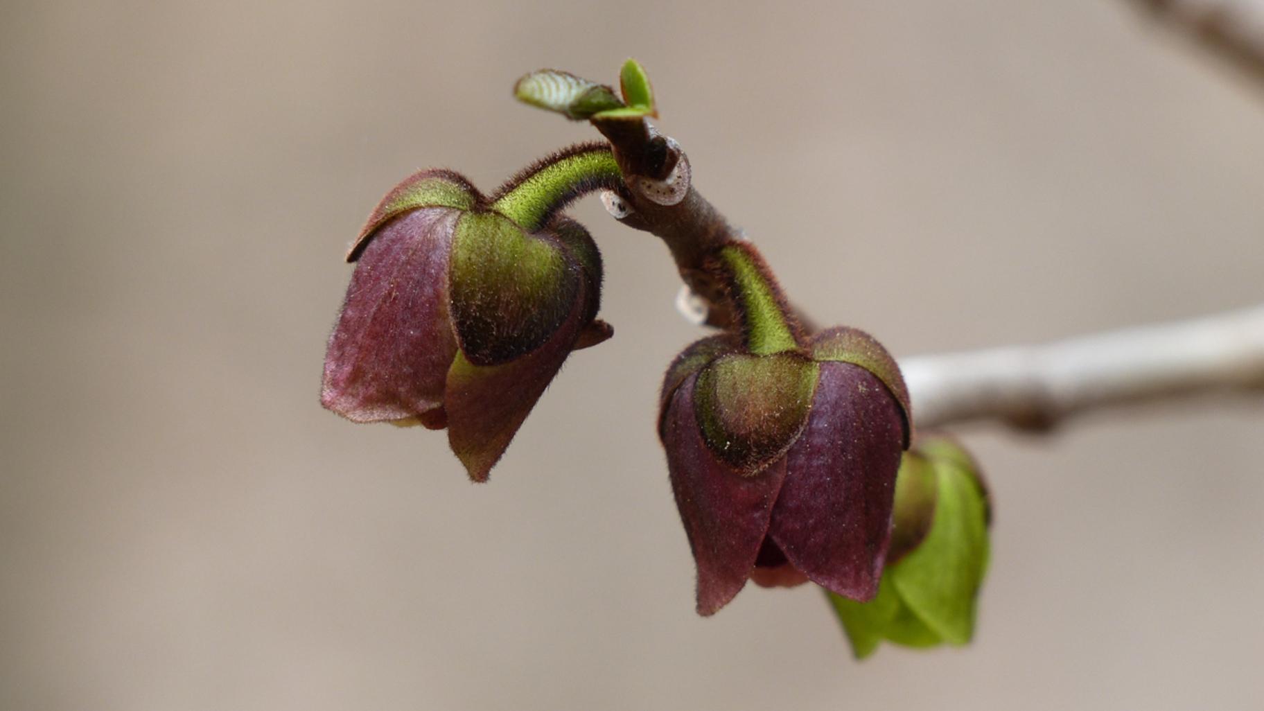 The color of the flowers of the pawpaw tree are attractive to the flies that pollinate them. (NatureServe / Flickr Creative Commons)