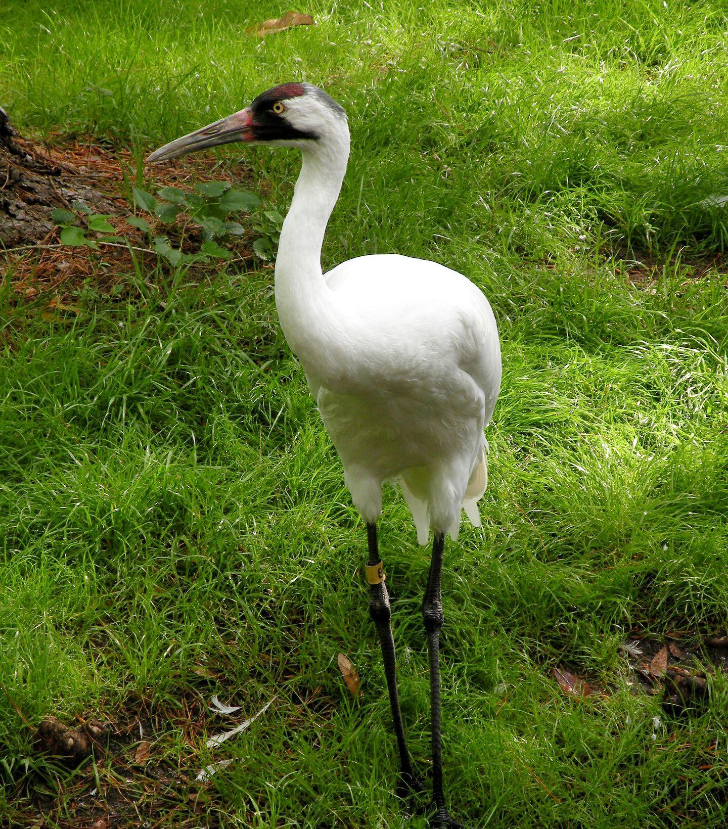 Whooping Crane. (amberlangeloni / Pixabay)