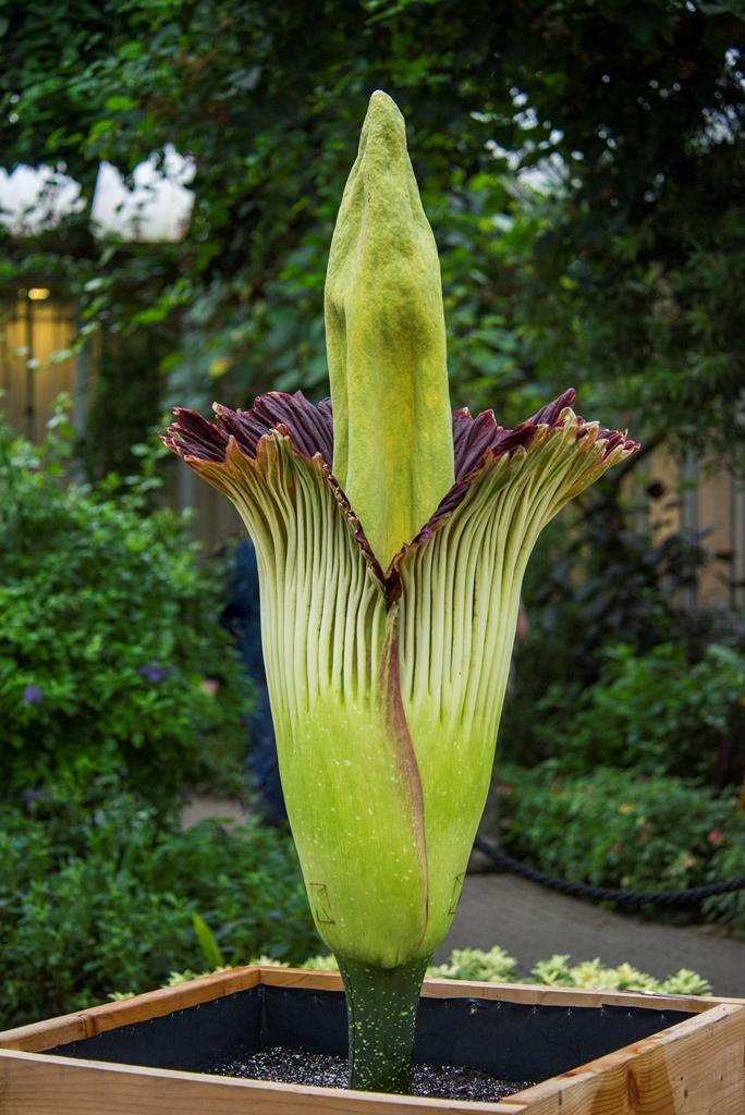 Alice after blooming (Chicago Botanic Garden)