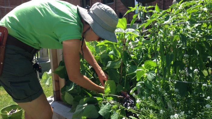 Adrienne Detanico looks for tri-color bush beans to harvest.