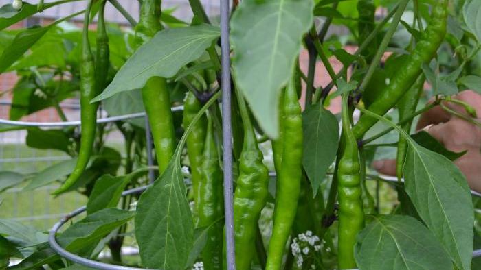 Cayenne peppers were still green as of July 20. 