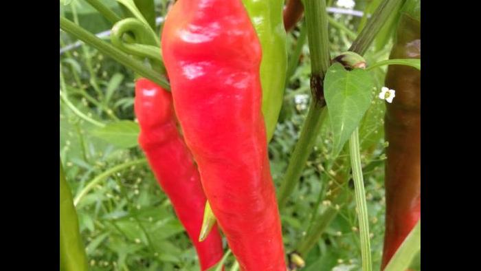 A cayenne pepper ready for harvest.